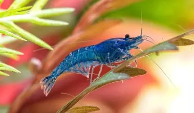 Blue Dream Shrimp